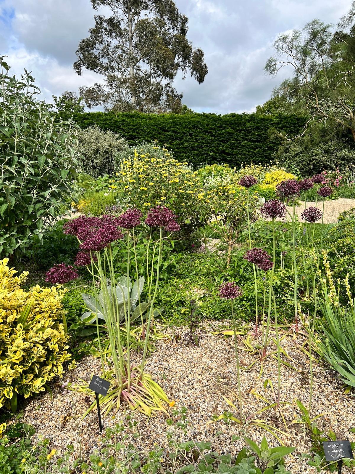 Allium 'atropurpureum' - View 36 from www redcrocus com