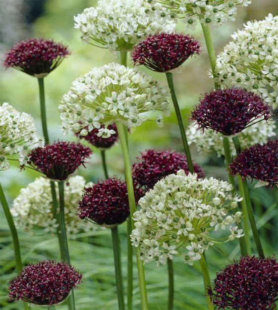 Allium 'atropurpureum' - View 38 from www redcrocus com