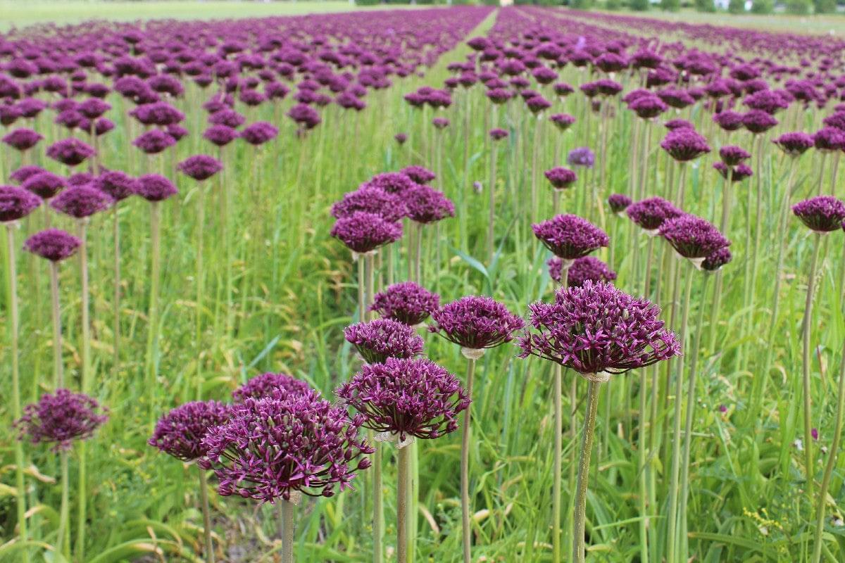 Allium 'atropurpureum' - View 3 from www redcrocus com