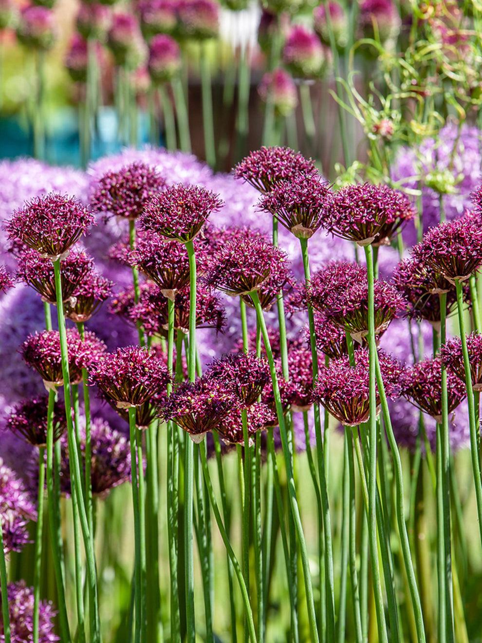 Allium 'atropurpureum' - View 5 from www redcrocus com