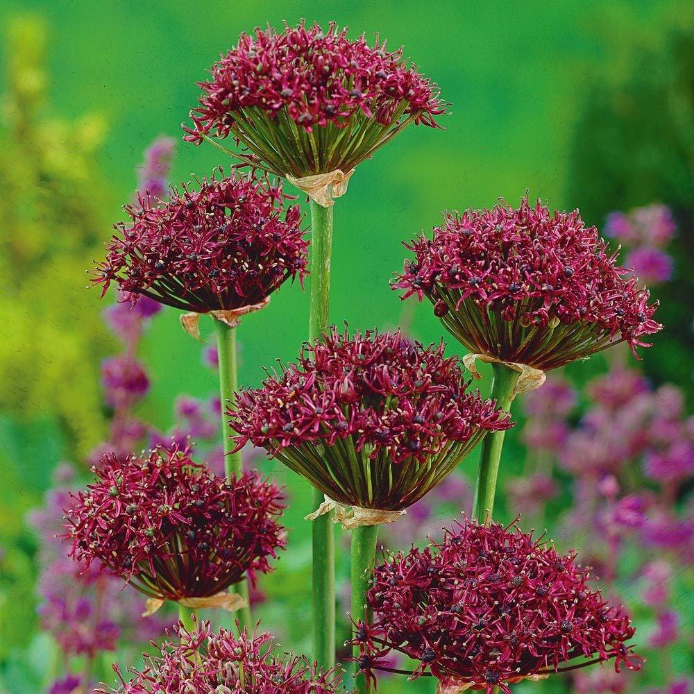 Allium 'atropurpureum' - View 6 from www redcrocus com