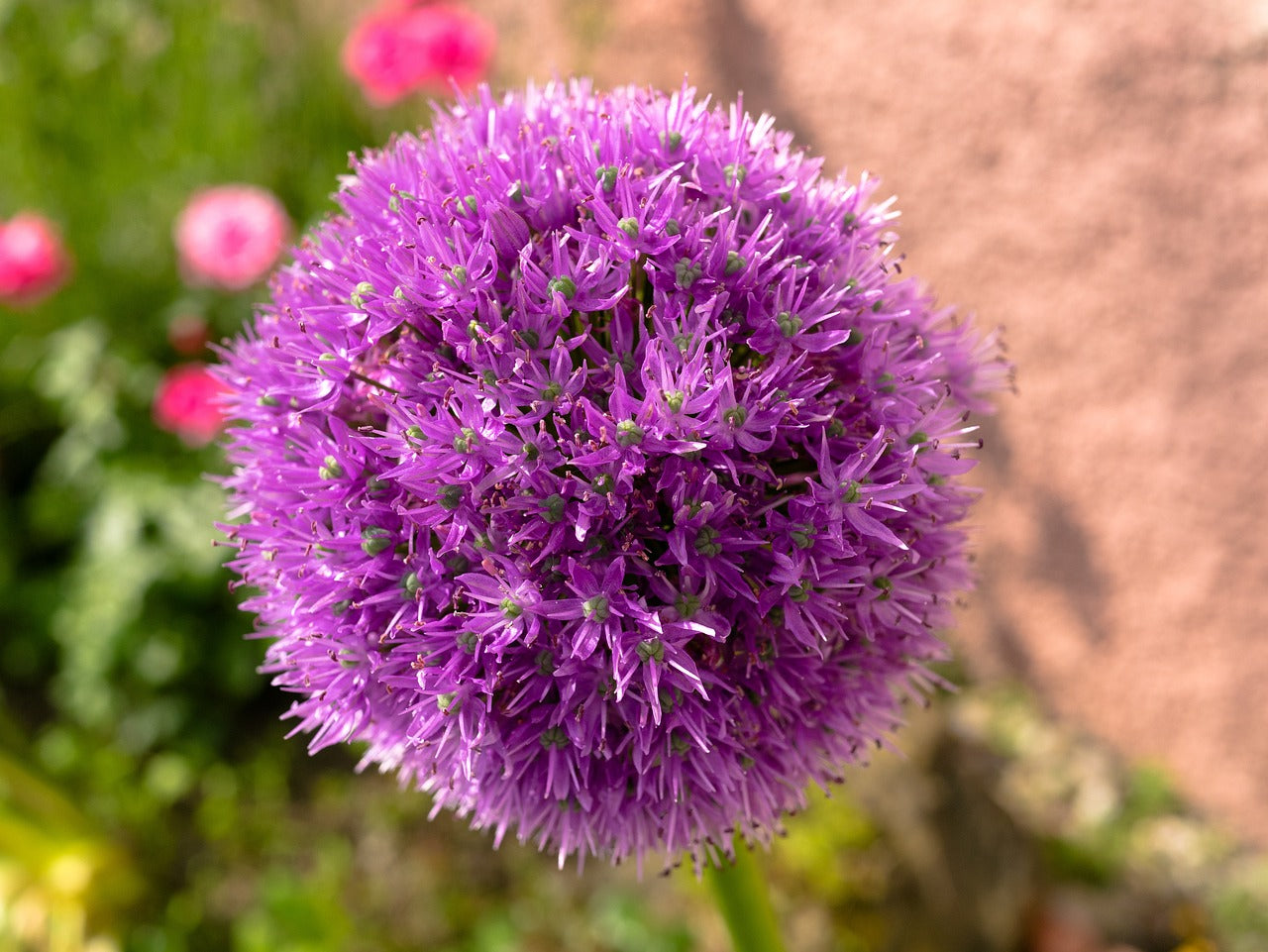 Amaryllis Wax Bulb–Minerva–Indoor Decorative Plant  Each (Pack of 2)