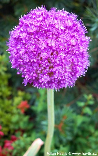 Amaryllis Wax Bulb–Minerva–Indoor Decorative Plant  Each (Pack of 2)