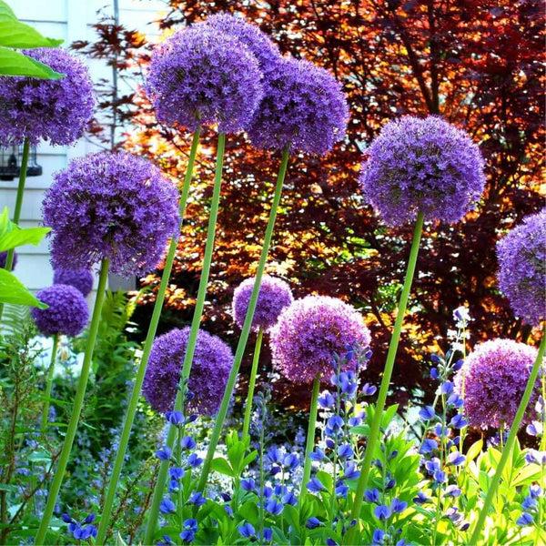 Allium 'ambassador', Tightly Packed Purple Florets - View 13 from www redcrocus com