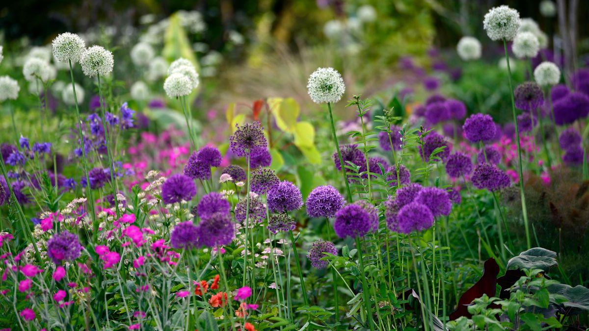 Allium 'ambassador', Tightly Packed Purple Florets - View 17 from www redcrocus com