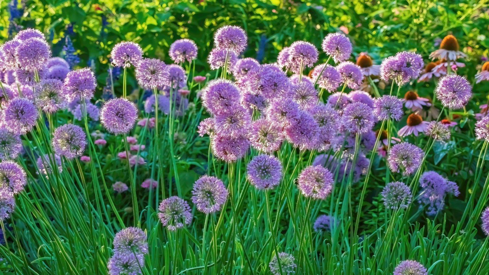 Allium 'ambassador', Tightly Packed Purple Florets - View 20 from www redcrocus com