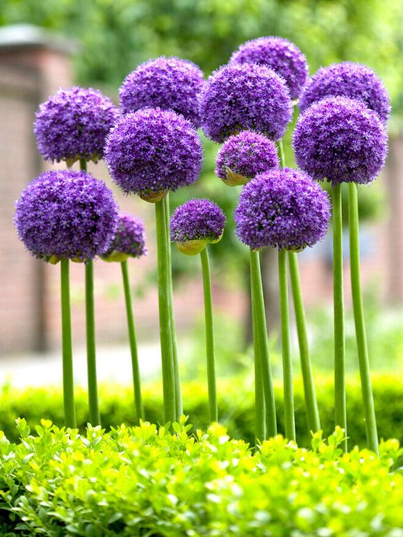 Allium 'ambassador', Tightly Packed Purple Florets - View 26 from www redcrocus com