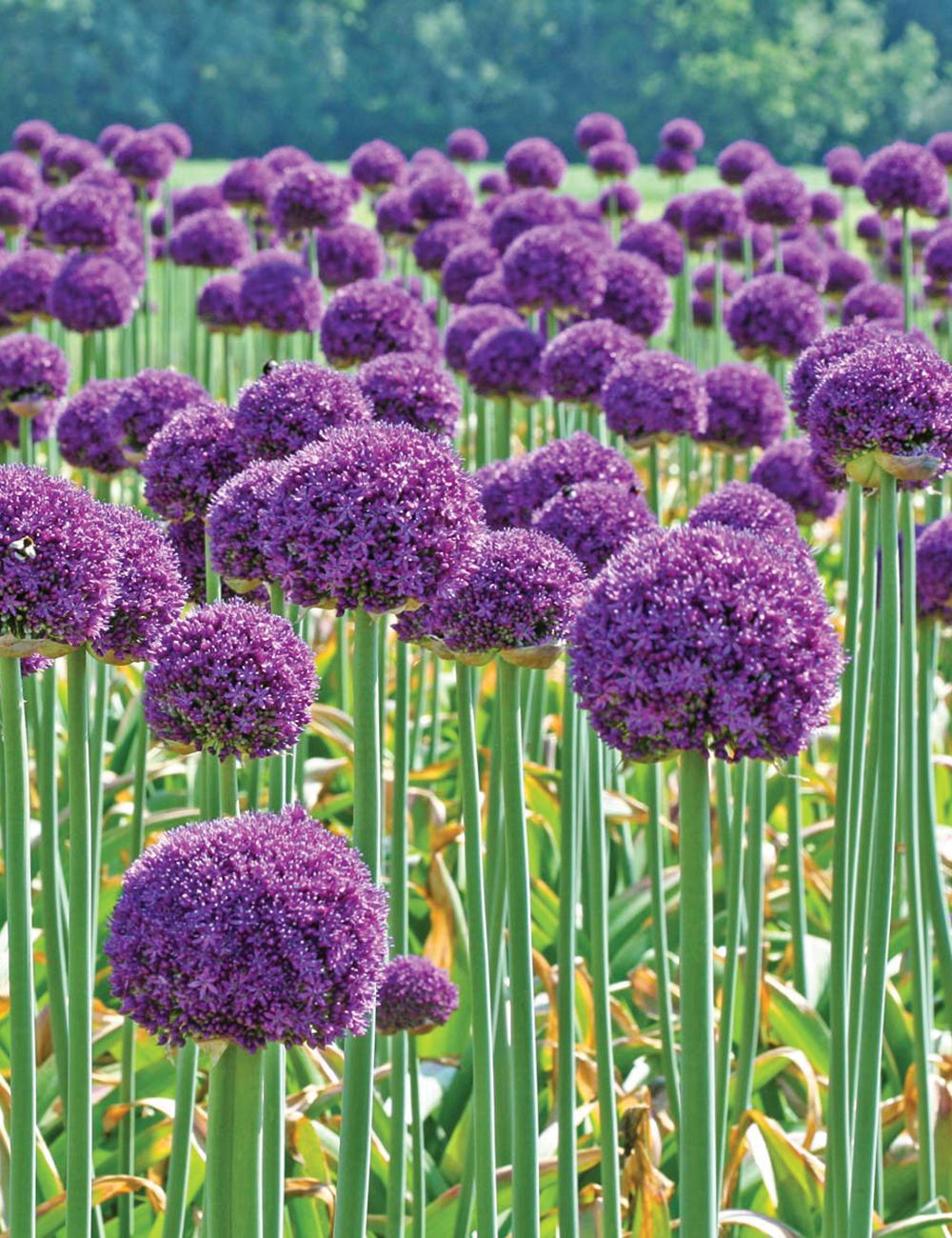 Allium 'ambassador', Tightly Packed Purple Florets - View 2 from www redcrocus com