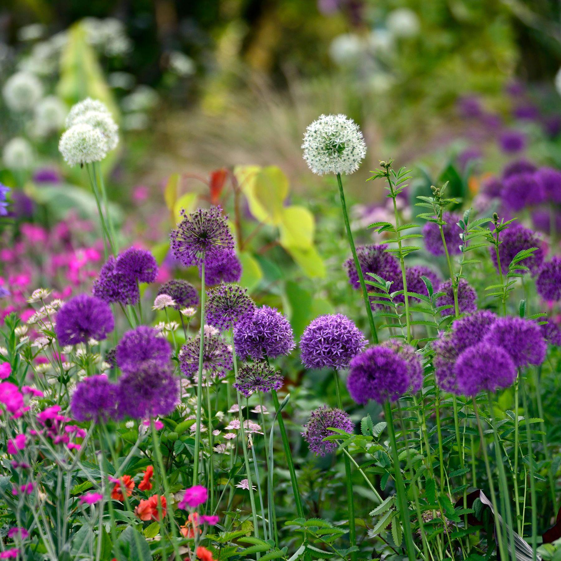Allium 'ambassador', Tightly Packed Purple Florets - View 30 from www redcrocus com