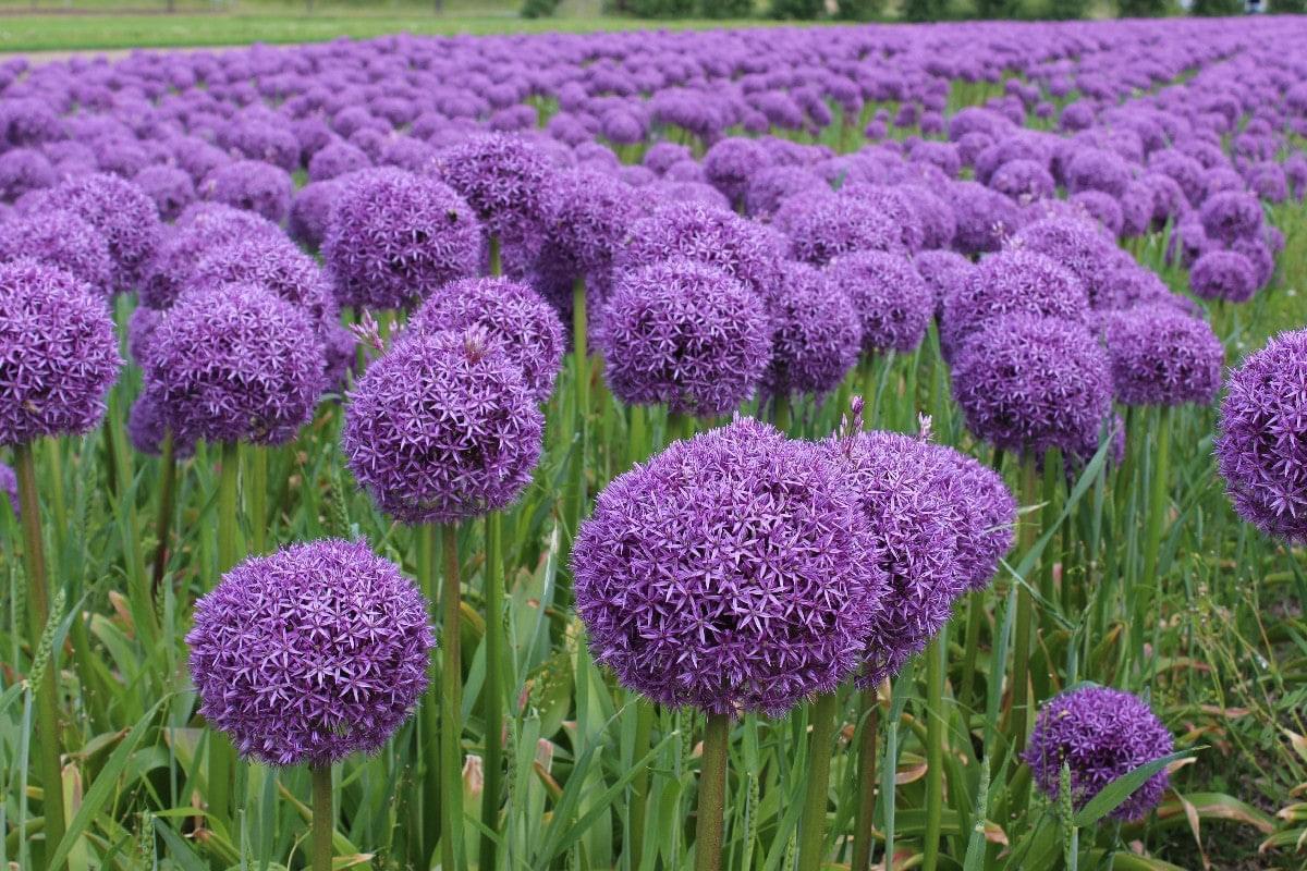 Allium 'ambassador', Tightly Packed Purple Florets - View 32 from www redcrocus com