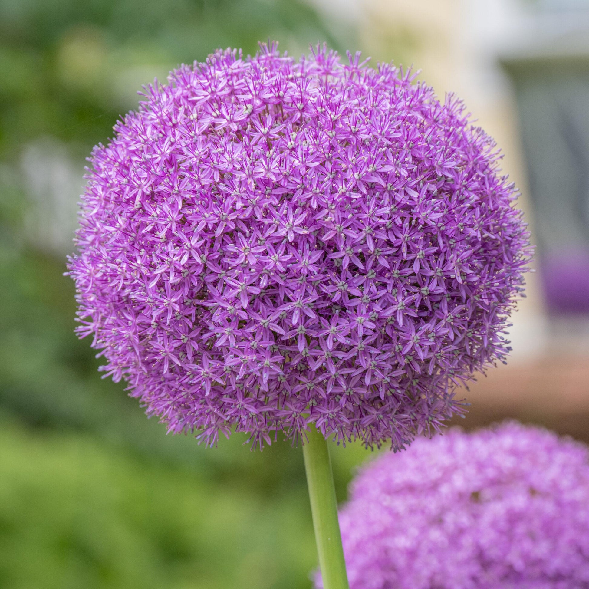 Allium 'ambassador', Tightly Packed Purple Florets - View 3 from www redcrocus com