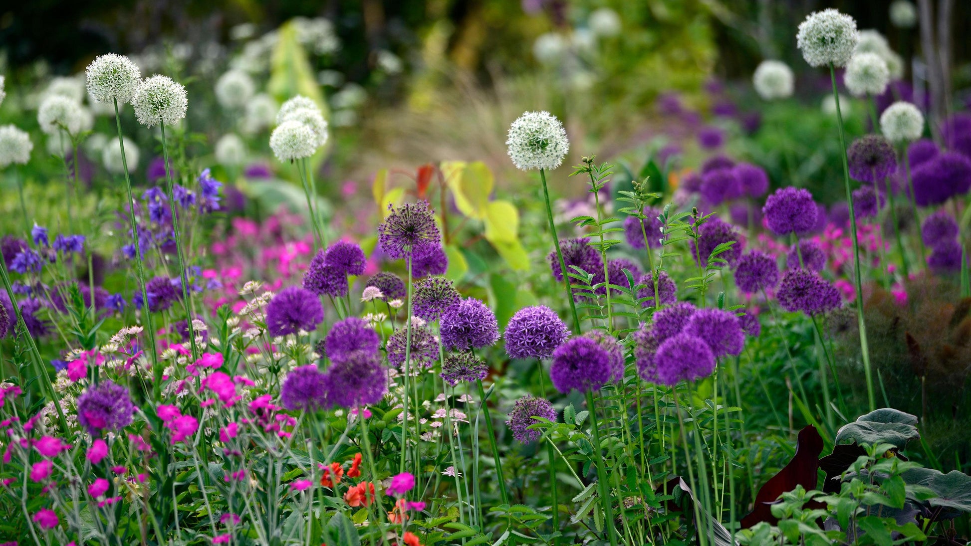 Allium 'ambassador', Tightly Packed Purple Florets - View 4 from www redcrocus com