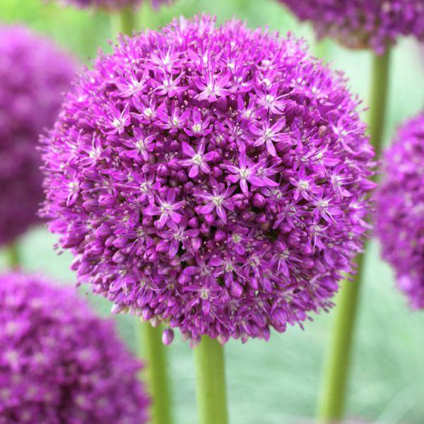 Allium 'ambassador', Tightly Packed Purple Florets - View 9 from www redcrocus com