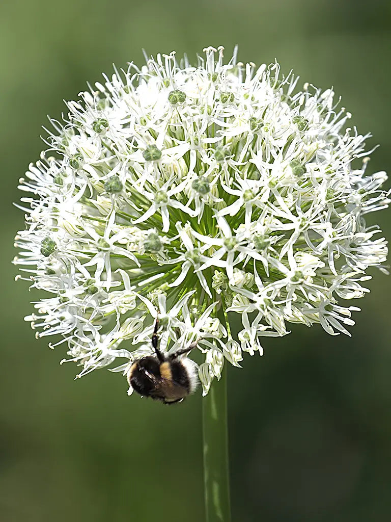 Mount Everest' Ornamental Onion