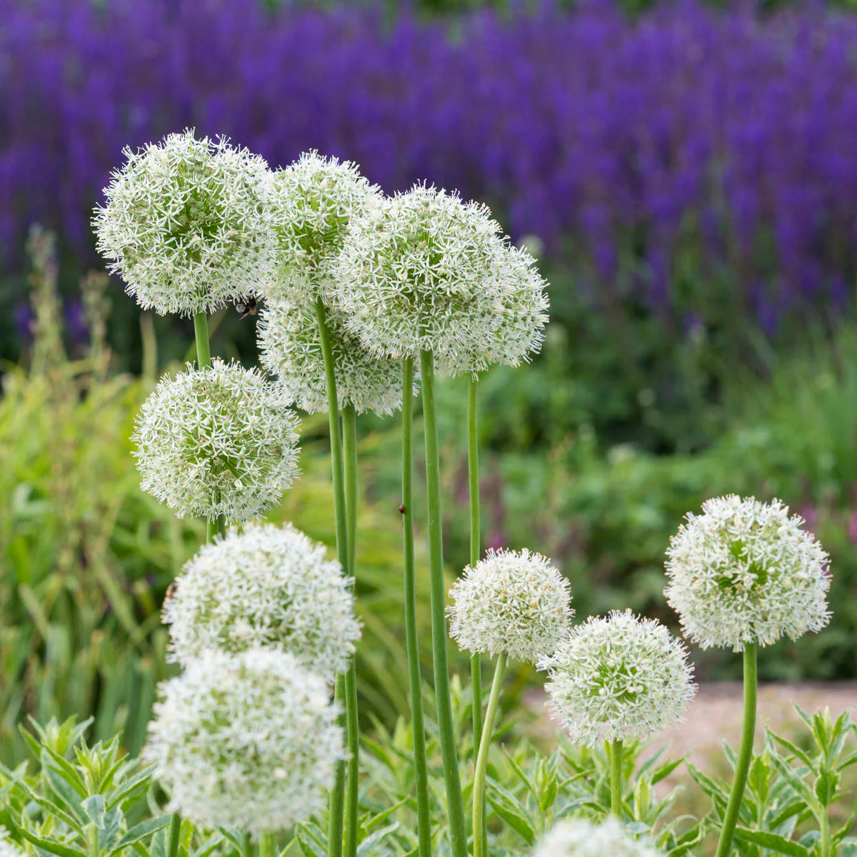 Mount Everest' Ornamental Onion