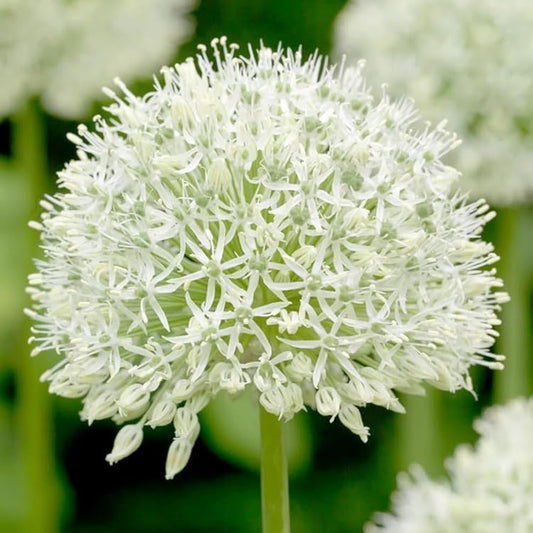 Mount Everest' Ornamental Onion