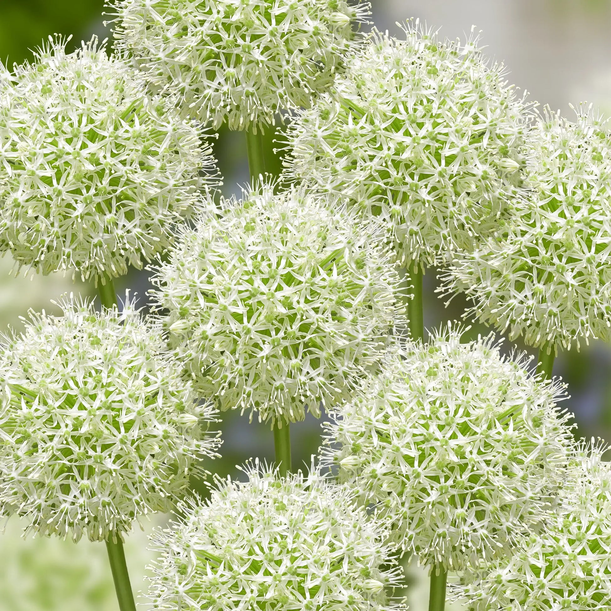 Allium 'mount Everest', White - View 15 from www redcrocus com