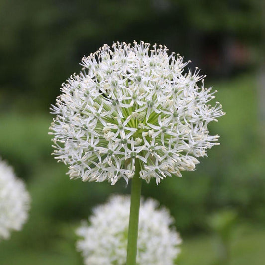 Allium 'mount Everest', White - View 1 from www redcrocus com