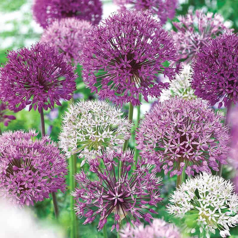 Allium 'giant Mixture', Purple And White - View 11 from www redcrocus com