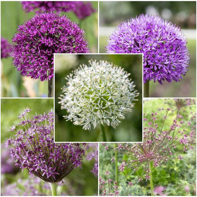 Allium 'giant Mixture', Purple And White - View 13 from www redcrocus com