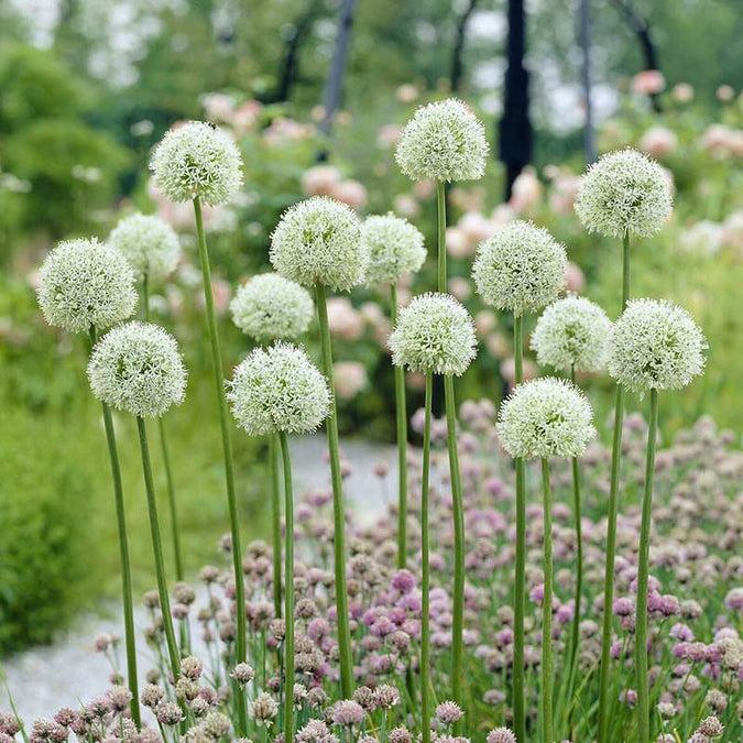 Allium 'giant Mixture', Purple And White - View 14 from www redcrocus com