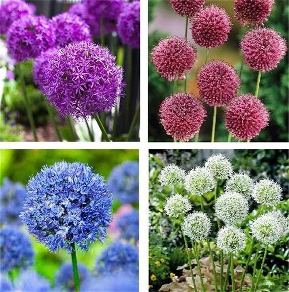 Allium 'giant Mixture', Purple And White - View 15 from www redcrocus com