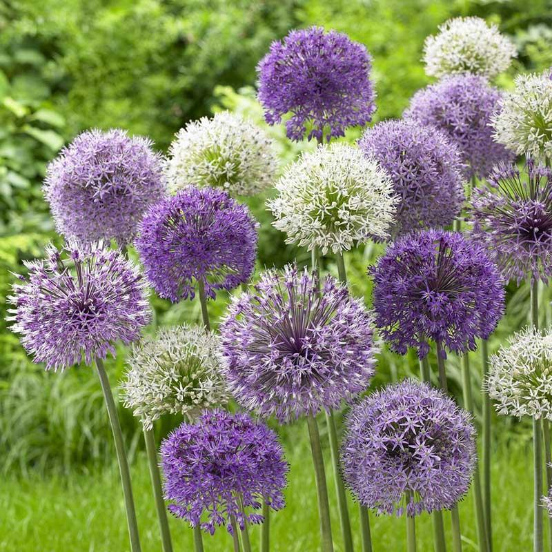 Allium 'giant Mixture', Purple And White - View 17 from www redcrocus com