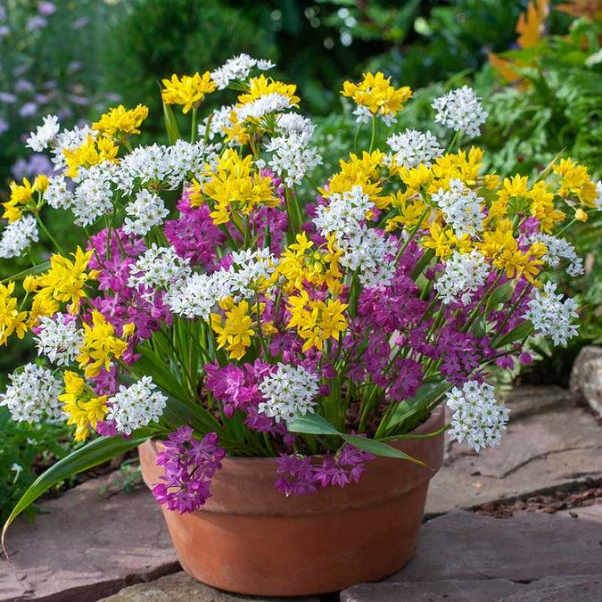 Allium 'giant Mixture', Purple And White - View 18 from www redcrocus com