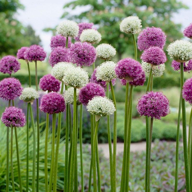 Allium 'giant Mixture', Purple And White - View 19 from www redcrocus com