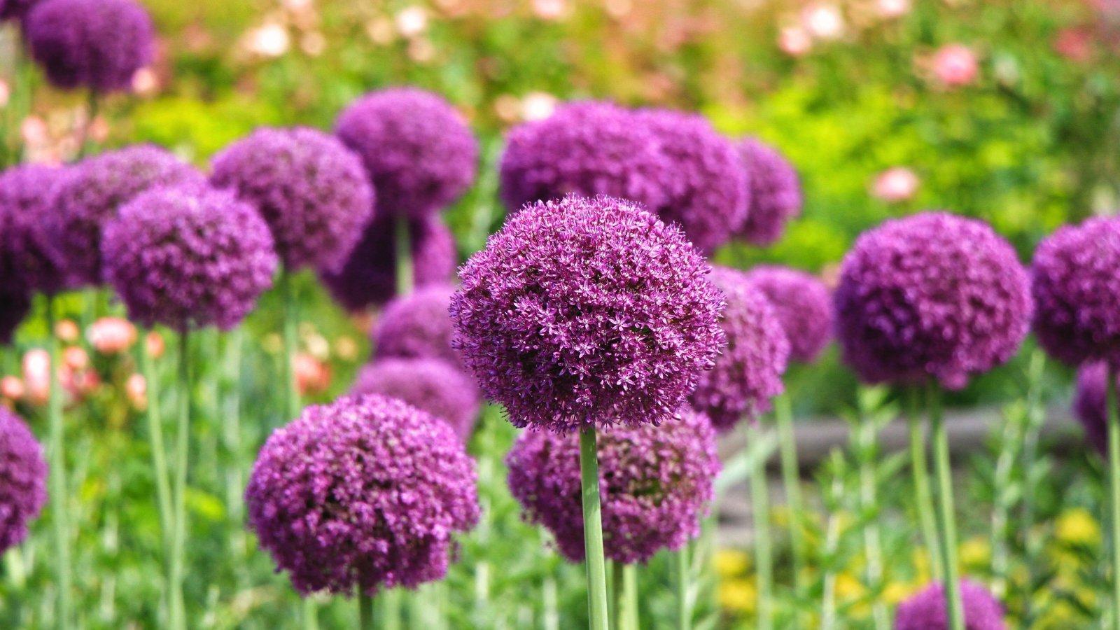 Allium 'giant Mixture', Purple And White - View 24 from www redcrocus com