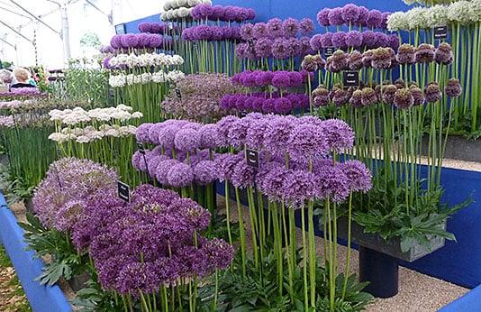 Allium 'giant Mixture', Purple And White - View 30 from www redcrocus com