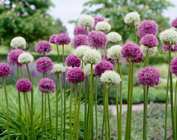 Allium 'giant Mixture', Purple And White - View 3 from www redcrocus com