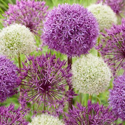 Allium 'giant Mixture', Purple And White - View 4 from www redcrocus com