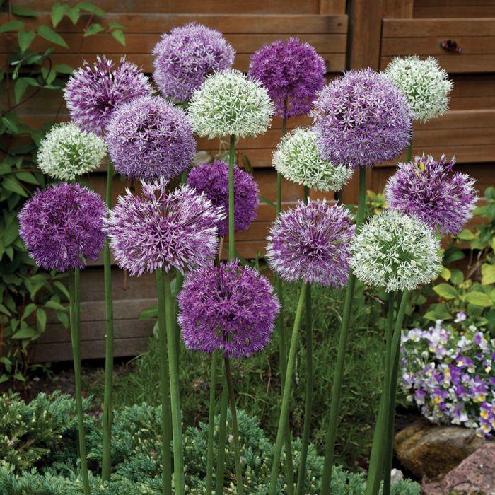 Allium 'giant Mixture', Purple And White - View 7 from www redcrocus com