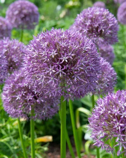 Allium 'pbulbs Inball Wizard', Purple - View 12 from www redcrocus com
