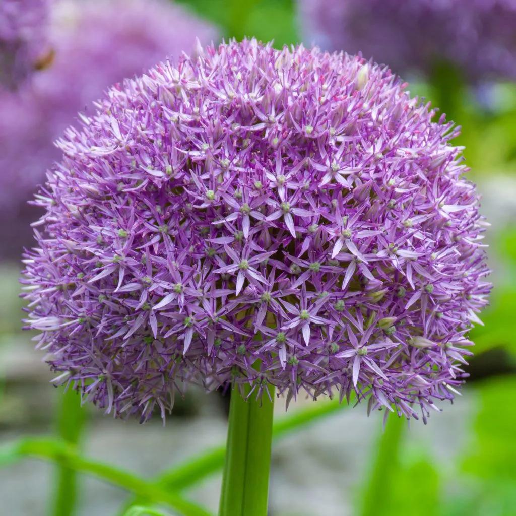 Allium 'pbulbs Inball Wizard', Purple - View 14 from www redcrocus com