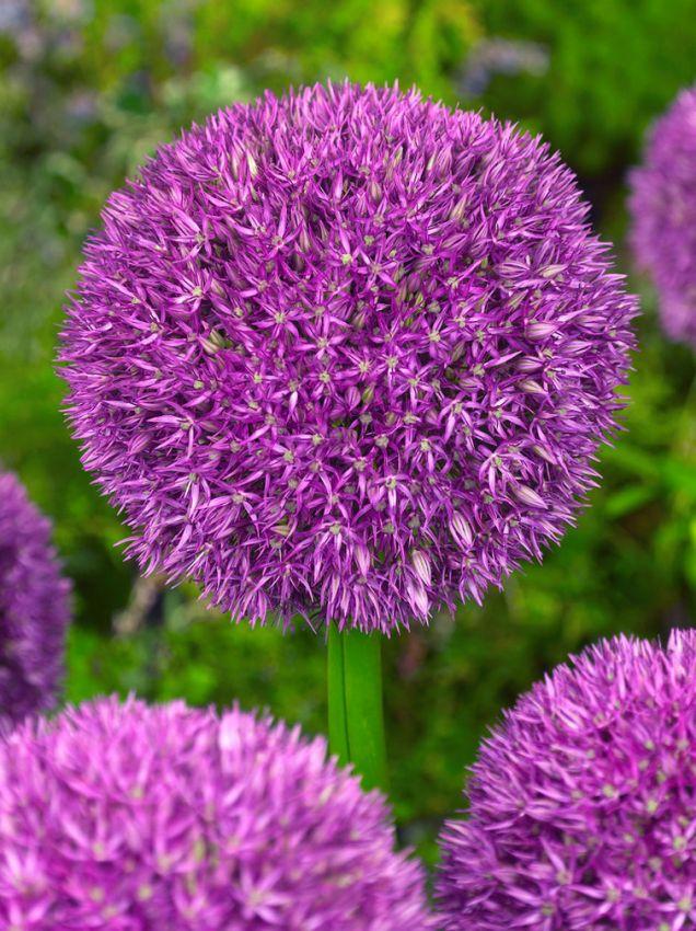 Allium 'pbulbs Inball Wizard', Purple - View 16 from www redcrocus com