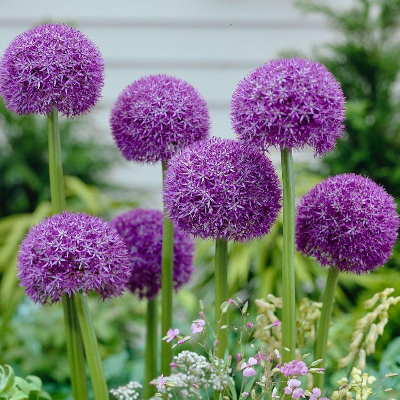 Allium 'pbulbs Inball Wizard', Purple - View 19 from www redcrocus com