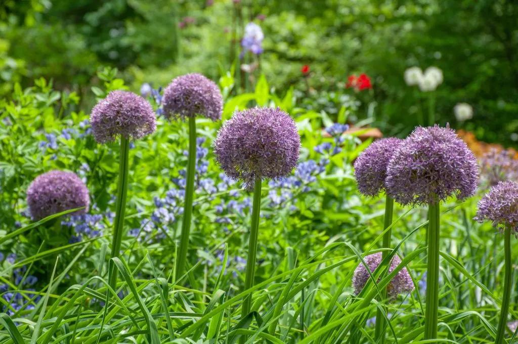 Allium 'pbulbs Inball Wizard', Purple - View 21 from www redcrocus com