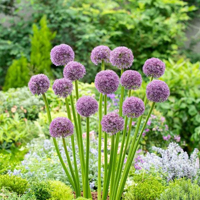 Allium 'pbulbs Inball Wizard', Purple - View 23 from www redcrocus com