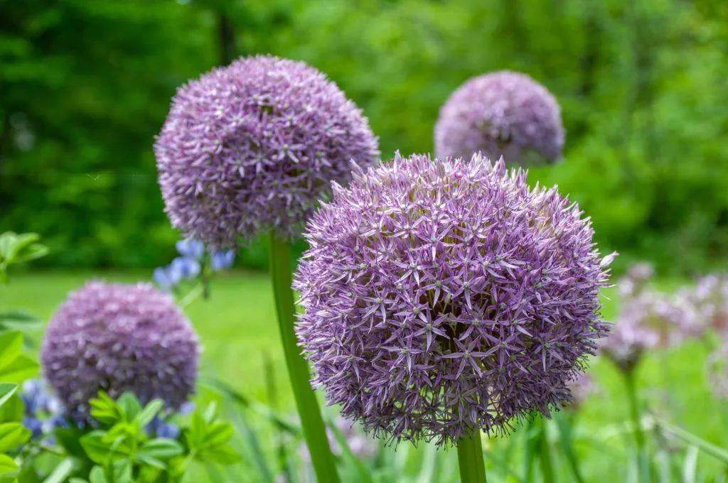 Allium 'pbulbs Inball Wizard', Purple - View 24 from www redcrocus com