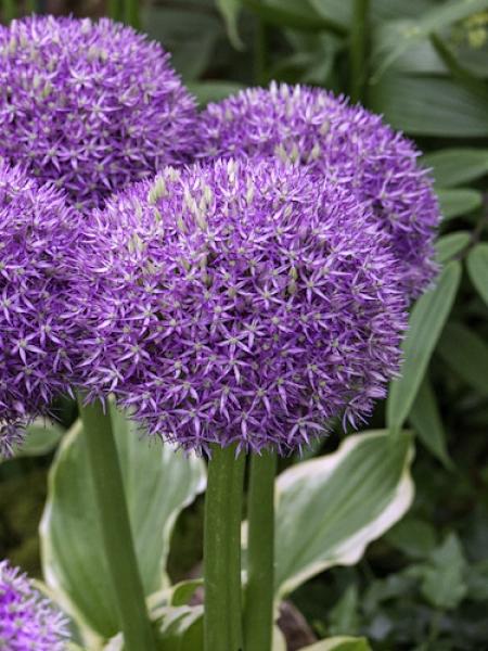 Allium 'pbulbs Inball Wizard', Purple - View 25 from www redcrocus com