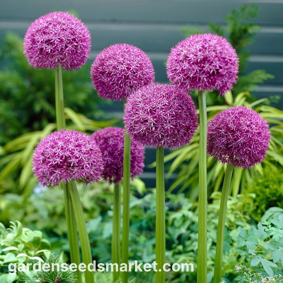 Allium 'pbulbs Inball Wizard', Purple - View 28 from www redcrocus com