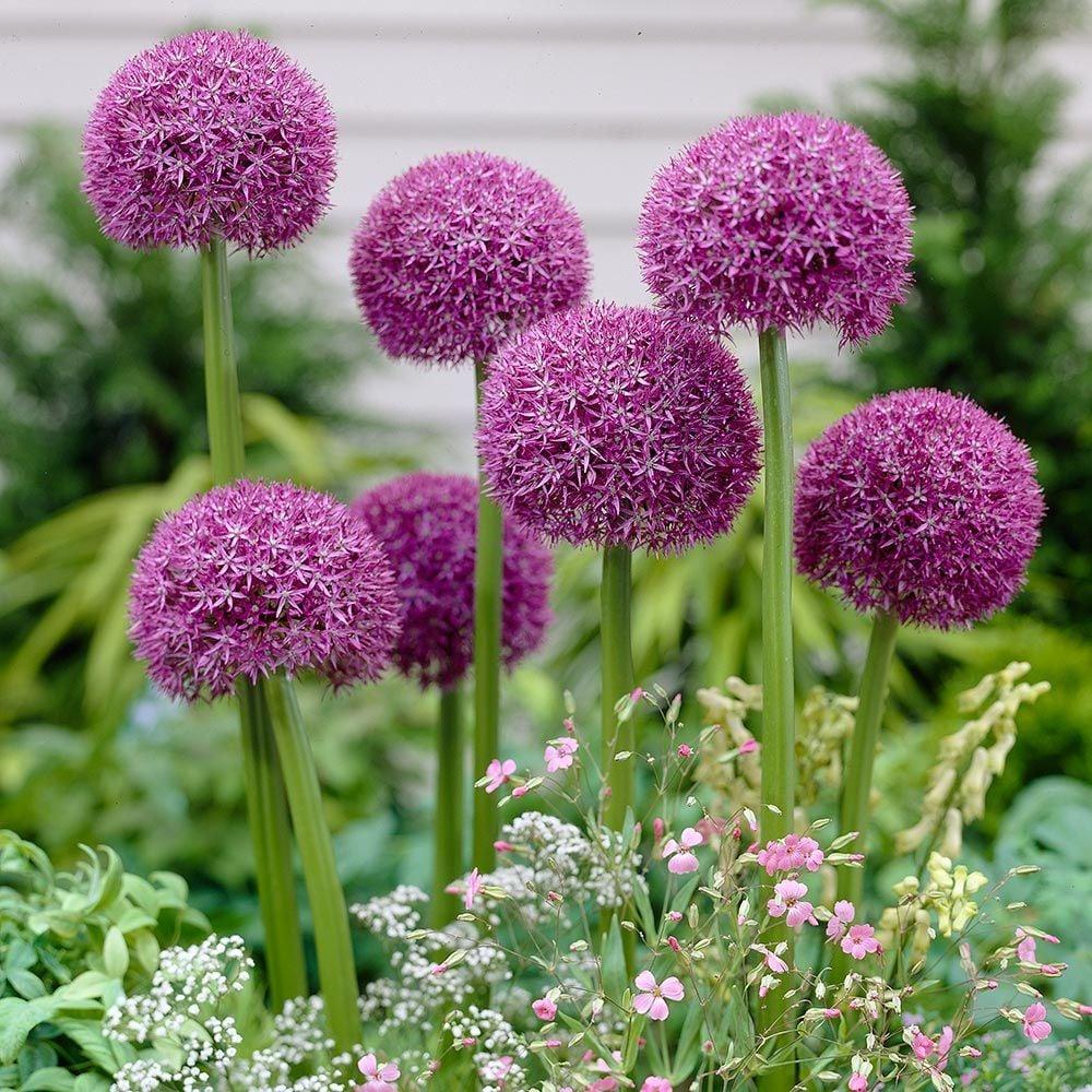 Allium 'pbulbs Inball Wizard', Purple - View 34 from www redcrocus com