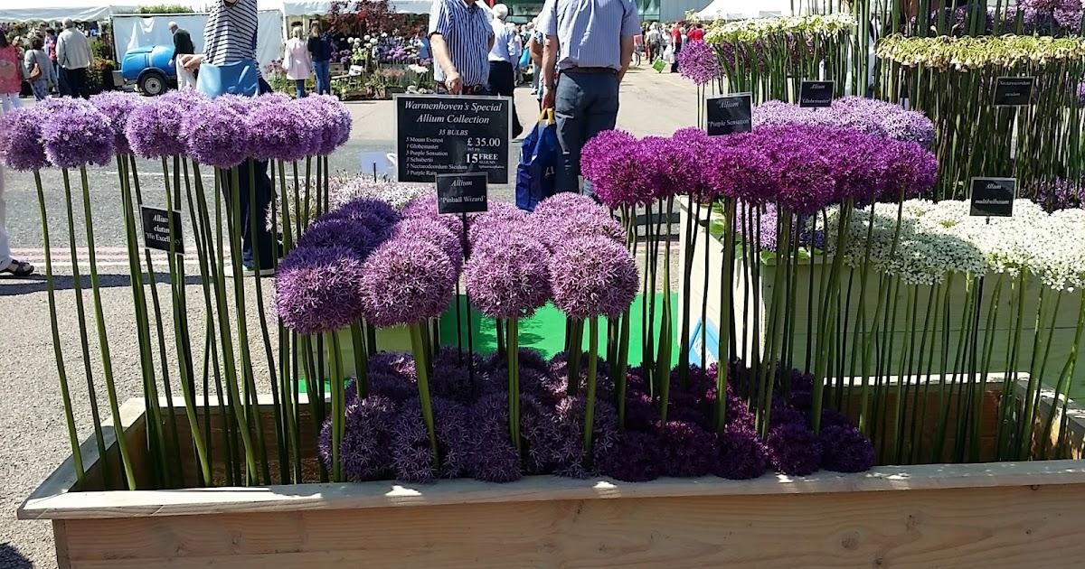 Allium 'pbulbs Inball Wizard', Purple - View 35 from www redcrocus com