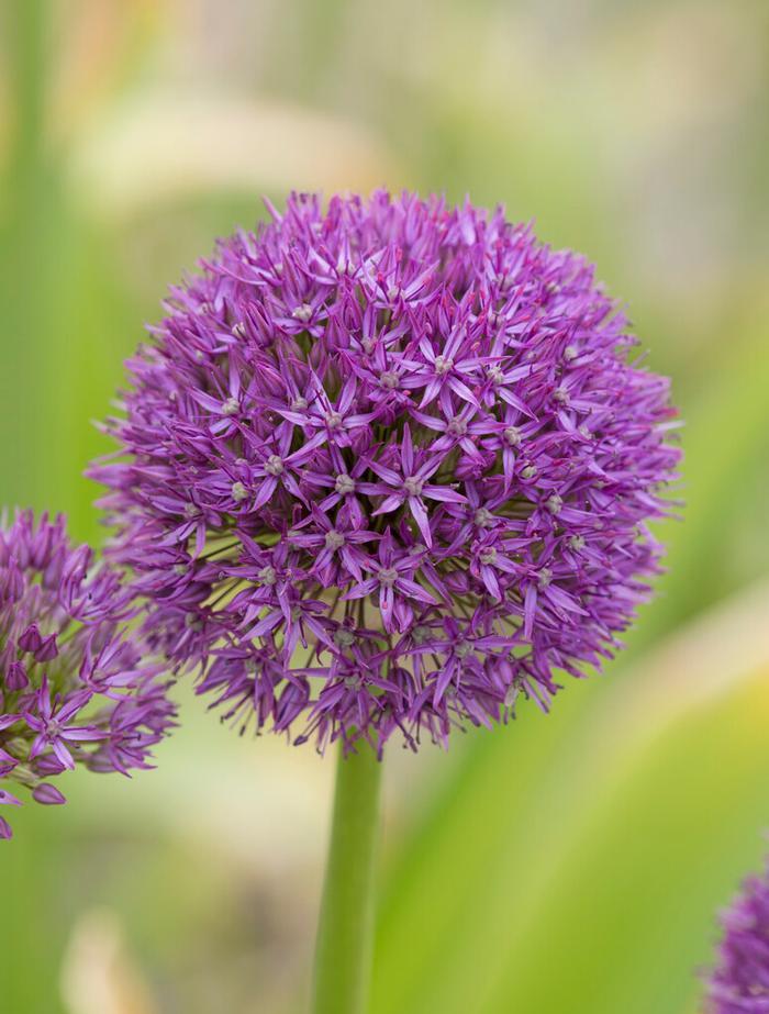 Allium 'pbulbs Inball Wizard', Purple - View 3 from www redcrocus com