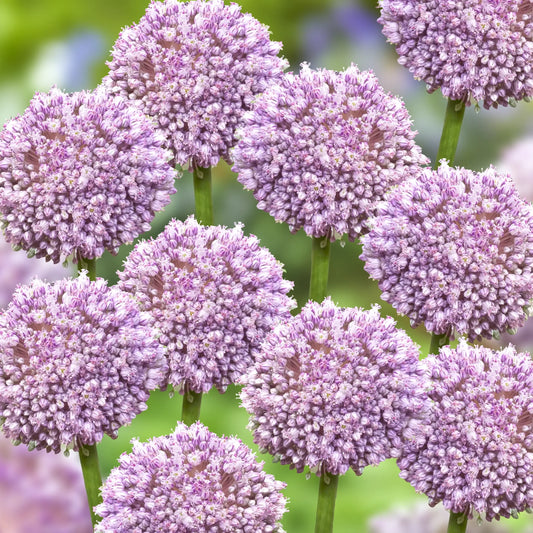 Allium 'pbulbs Ing Pong', Purple - View 1 from www redcrocus com
