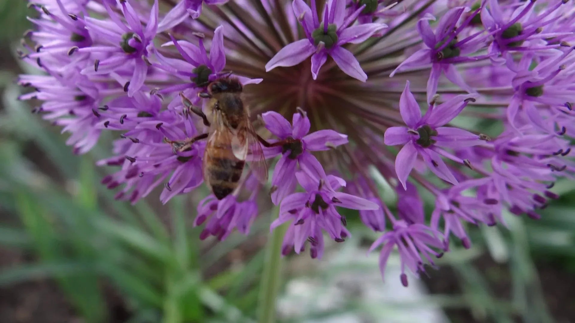 Allium 'pbulbs Ing Pong', Purple - View 23 from www redcrocus com