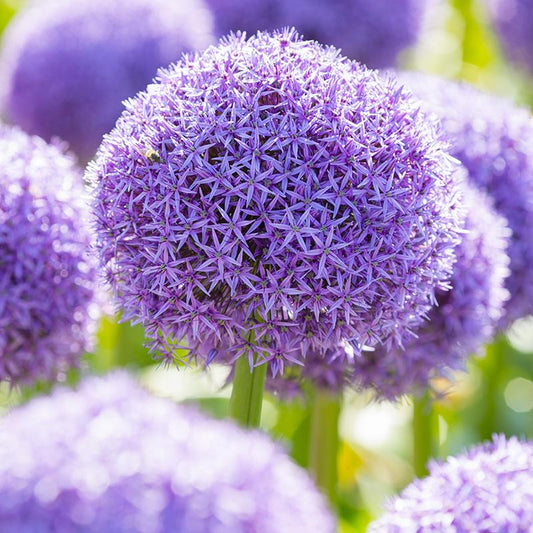 Allium 'globemaster' - View 11 from www redcrocus com