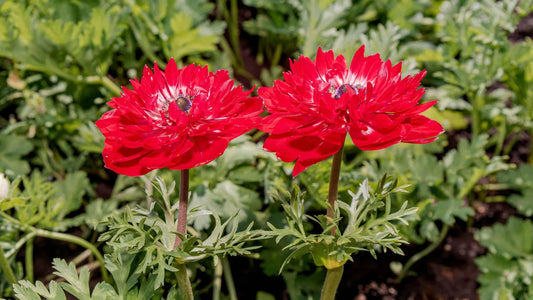Anemone Coronaria 'de Caen Mix', Red, Purple, Pbulbs Ink, White - View 1 from www redcrocus com
